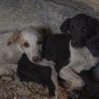 «Деньги выделяют не на содержание, а на отлов и уничтожение», — управление ветеринарии Тараза