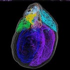 Американские ученые создали первую 3-D карту нейронов сердца