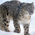 Снежного барса заметили в нацпарке «Алтын-Эмель»
