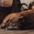 Службы отлова бездомных животных в РК будут обязаны вести фото- или видеофиксацию