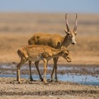 В ЗКО браконьеры заплатят миллиардный штраф за рога сайгаков