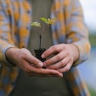 Алматинцы могут бесплатно получить саженцы для озеленения дворов