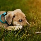 Защита животных от жестокости: Депутаты приняли в работу проект закона