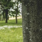 Полиция разыскивает человека, устроившего поджог деревьев в центре Алматы