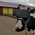 В России коровам надевают VR-очки с летним пейзажем. Фермеры хотят снизить стресс животным