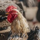 Казахстан ввел ограничения на границе с Россией из-за птичьего гриппа