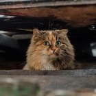 Аким СКО поручил открыть приюты для животных в каждом районе