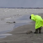 Роспотребнадзор: Тюлени в Дагестане могли погибнуть из-за выбросов природного газа