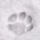 В Якутии нашли останки самого древнего щенка