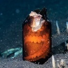 Осьминоги в океане обустраивают себе убежище в пакетах и разбитых бутылках