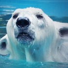 Алматинцы обеспокоены отсутствием белого медведя Алькора из алматинского зоопарка