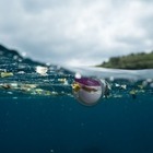 К 2060 году масса пластиковых отходов в морях превысит вес всех китов на Земле