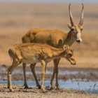 В Казахстане более 1 800 детенышей сайгаков изымут для изучения