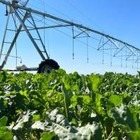 В Казахстане поднимут закупочную стоимость сахарной свеклы