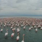 Озеро Караколь в Мангистауской области мелеет из-за строительных работ