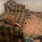Житель Алматы незаконно держал двух пятимесячных львят в подсобке