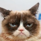 Умерла знаменитая Grumpy Cat