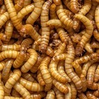 В Южной Корее создали заменитель мяса из сахара и личинок
