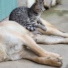 Шэньчжэнь — мысық пен ит жеуге тыйым салған Қытайдағы алғаш қала