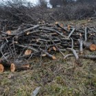 Почему в Алматы вырубят еще 1 649 деревьев?