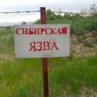 В селе Акмолинской области объявили карантин из-за сибирской язвы