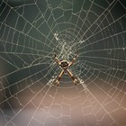 Инженеры используют мертвых пауков в качестве зомби-роботов