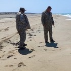 Десятки туш мертвых тюленей вновь нашли на берегу в Мангистау