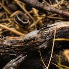 Ученые подсчитали сколько муравьев живет на Земле