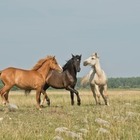 Столичных фермеров будут привлекать к ответственности за безнадзорный скот