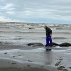 Еще 2,5 тысячи мертвых тюленей нашли на берегу Каспия в Дагестане