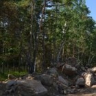В Боровом повредили деревья из-за строительства водопровода