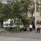 Из-за сильного ветра в Алматы упали деревья