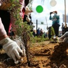 В Алматы началась осенняя посадка деревьев