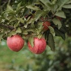 Алматинская ученая создала духи с ароматом апорта