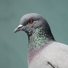 Китайские ученые смогли управлять живым голубем с помощью нейрочипа