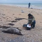 В Минэкологии назвали возможную причину гибели тюленей на Каспии
