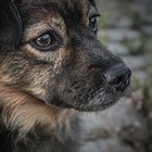 В каких регионах Казахстана жестче всего обращались с животными
