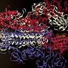 Биологи из Массачусетского технологического института озвучили коронавирус