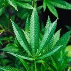 Ученые смогли справиться с супербактерией с помощью марихуаны