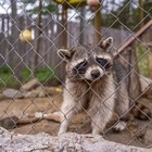Казахстанцев возмутило жестокое обращение с животными в зоопарке «Восемь озер»