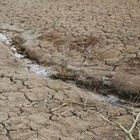 США выделит 100 тысяч долларов для помощи пострадавшим от засухи в Казахстане