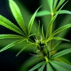 С помощью снимков из космоса в Казахстане нашли несколько наркоплантаций