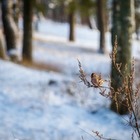 В Казахстане ожидается потепление в ближайшие три дня