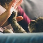 Появился переводчик с кошачьего языка
