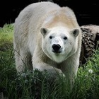 В зоопарк Алматы привезли белую медведицу из Москвы. Ее зовут Пурга