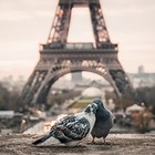 100 участников оргии оштрафовали за нарушение дистанции в Париже
