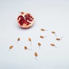 Выяснилось, что сперматозоиды могут отравлять своих конкурентов