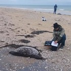 101 тушу мертвого тюленя снова нашли на берегу Каспия