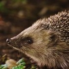 В Новой Зеландии тщетно пытаются истребить популяцию ежей