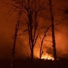 WWF: «Около 1,25 миллиарда животных погибло в пожарах в Австралии»